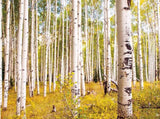 white birch trees golden grass forest mural