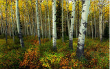 white birch tree wallpaper