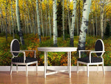 birch trees wallpaper